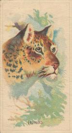 1920 Weber Animal Pictures Series A (D8) #NNO Leopard Front