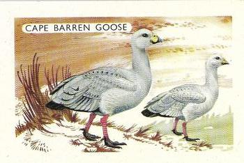 1959 Shell Project Cards; Series 3, Birds #122 Cape Barren Goose Front