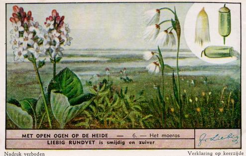 1950 Liebig Met Open Ogen op de Heide (Plant and Animal life on the Heath) (Dutch Text) (F1509, S1511) #6 Het moeras Front