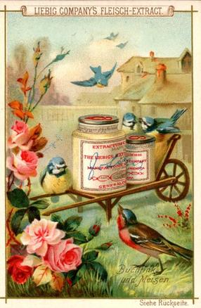 1892 Liebig (Birds and Flowers) (German text) (F367, S366) #5 Meisen Front