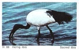1969 Dandy Gum H Wild Animals (A) (Danish/English) #88 Sacred ibis Front