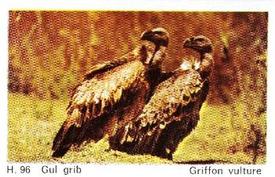 1969 Dandy Gum H Wild Animals (A) (Danish/English) #96 Griffon vulture Front