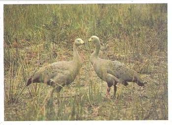 1993 Weet-Bix Australia's Most Amazing Birds #2 Cape Barren Goose Front