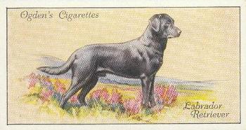 1936 Ogden's Dogs #23 Labrador Retriever Front