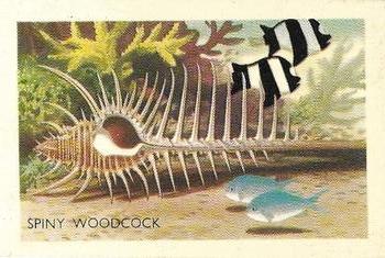 1959 Shell Project Cards; Series 2, Shells, Fish and Coral #62 Spiny Woodcock Front