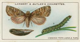 1930 Lambert & Butler Garden Life #3 Cabbage Moth, Larva and Pupa Front