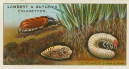 1930 Lambert & Butler Garden Life #6 Cockchafer, Larva and Pupa Front