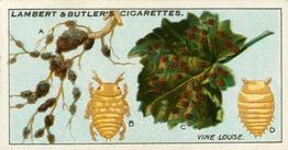 1930 Lambert & Butler Garden Life #23 Vine Louse Front