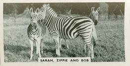 1934 Major Drapkin & Co. Life at Whipsnade Zoo #28 Sarah, Zippie and Bob Front