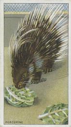 1924 Morris's Animals at the Zoo #25 Porcupine Front