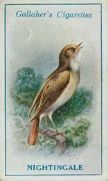 1923 Gallaher British Birds #75 Nightingale Front