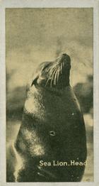 1925 Carreras A “Kodak” at the Zoo (Second Series of 50) #3 Sea Lion Front