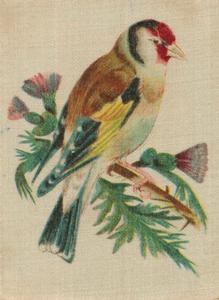 1915 B. Morris & Sons English and Foreign Birds - Silks #10 Common Goldfinch Front