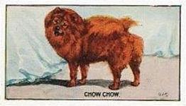 1924 Sanders Bros. Dogs #13 Chow Chow Front