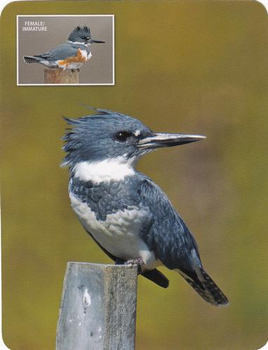 2020 Backyard Birds Eastern & Central North America #NNO Belted Kingfisher Front