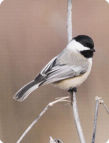 2020 Backyard Birds Eastern & Central North America #NNO Black-Capped Chickadee Front
