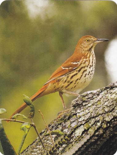 2020 Backyard Birds Eastern & Central North America #NNO Brown Thrasher Front