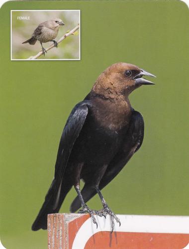 2020 Backyard Birds Eastern & Central North America #NNO Brown-headed Cowbird Front