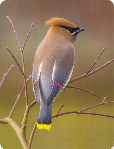 2020 Backyard Birds Eastern & Central North America #NNO Cedar Waxwing Front