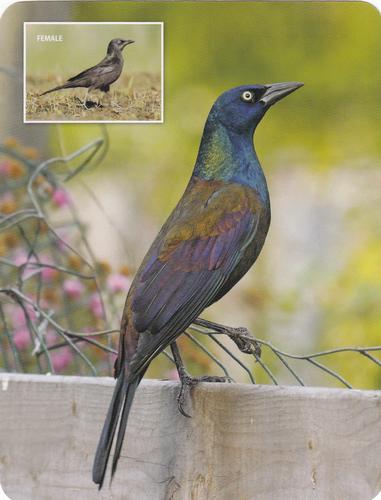 2020 Backyard Birds Eastern & Central North America #NNO Common Grackle Front