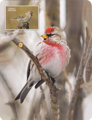 2020 Backyard Birds Eastern & Central North America #NNO Common Redpoll Front