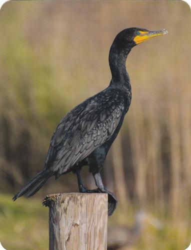 2020 Backyard Birds Eastern & Central North America #NNO Double-crested Cormorant Front