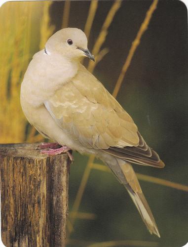 2020 Backyard Birds Eastern & Central North America #NNO Eurasian Collared-Dove Front