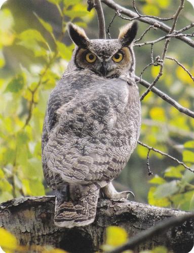 2020 Backyard Birds Eastern & Central North America #NNO Great Horned Owl Front