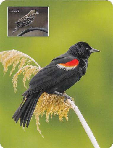 2020 Backyard Birds Eastern & Central North America #NNO Red-Winged Blackbird Front