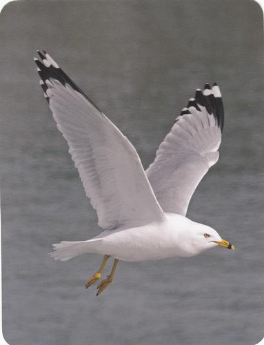 2020 Backyard Birds Eastern & Central North America #NNO Ring-billed Gull Front