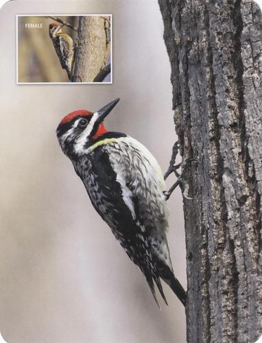 2020 Backyard Birds Eastern & Central North America #NNO Yellow-Bellied Sapsucker Front