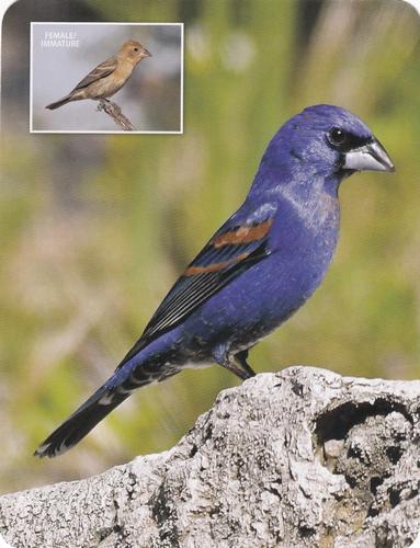 2020 Backyard Birds Eastern & Central North America #NNO Blue Grosbeck Front