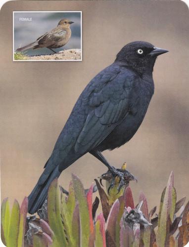 2020 Backyard Birds Eastern & Central North America #NNO Brewer's Blackbird Front