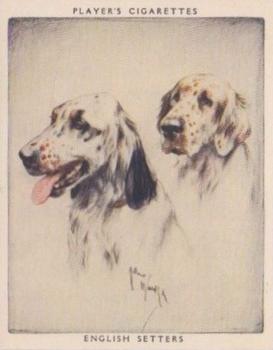 1955 Player's Dogs Pairs and Groups (Large) (Unissued) #13 English Setters Front