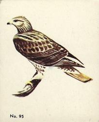 1952 Parkhurst Audubon Society Birds (V339-2) #95 Red-tailed Hawk Front