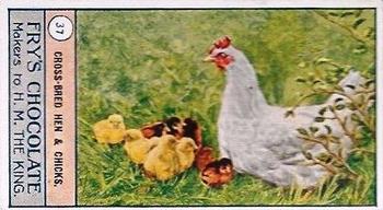 1912 Fry's Birds and Poultry #37 Cross-Bred Hen & Chicks Front