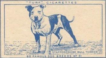 1952 Turf Famous Dogs Breeds #31 Staffordshire Bull Terrier Front