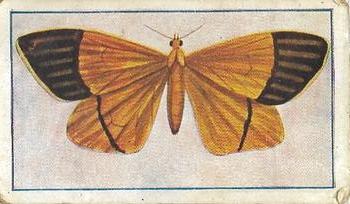 1910 Australian Butterflies and Moths (Names in Lower Case Letters) #34 Mapeta xmthomelas Front