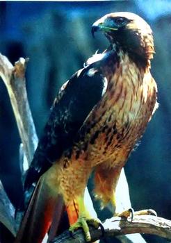 1993 Cardz The World Famous San Diego Zoo Animals of the Wild #60 Red-tailed hawk Front