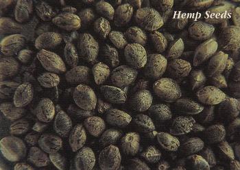 1994 Inline Hemp Cards #13 Hemp Seeds Front