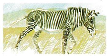 1988 Brooke Bond Vanishing Wildlife #23 Grevy's Zebra Front