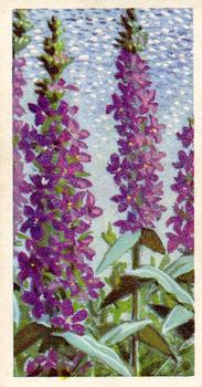 1959 Brooke Bond Wild Flowers Series 2 #49 Purple Loosestrife Front
